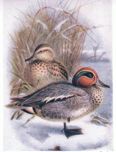 Teal by Archibald Thorburn